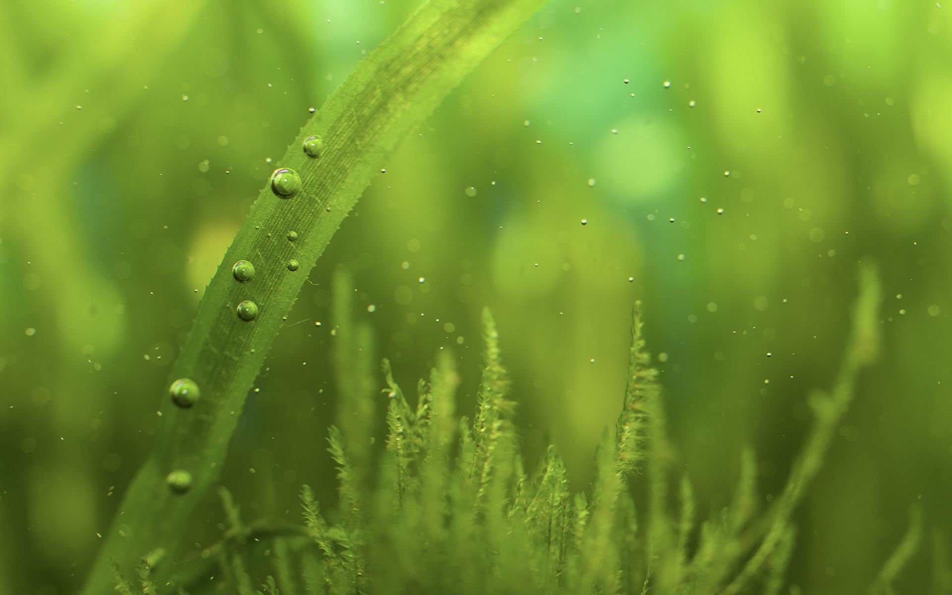 Bubbles and green algae
