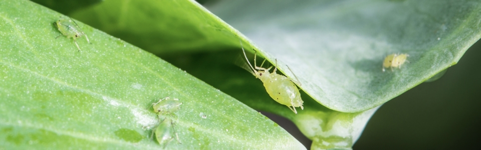 Young aphids on deep dark green foliage