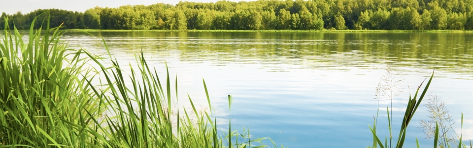 Green bank of a lake
