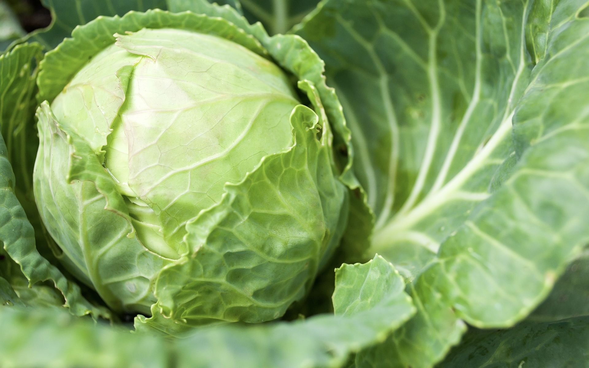Overhead shot of a mature cabbage head