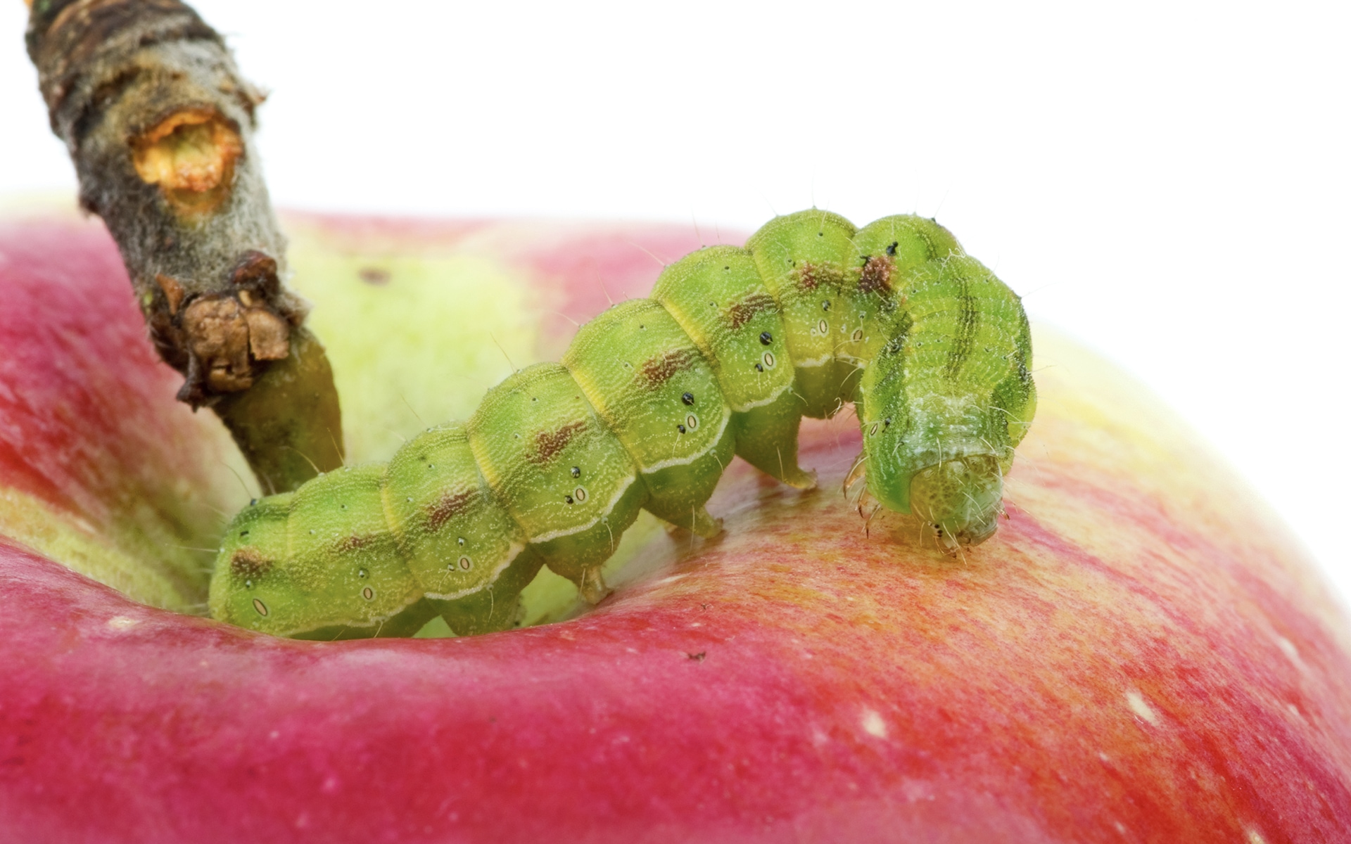 Caterpillar eating a red apple