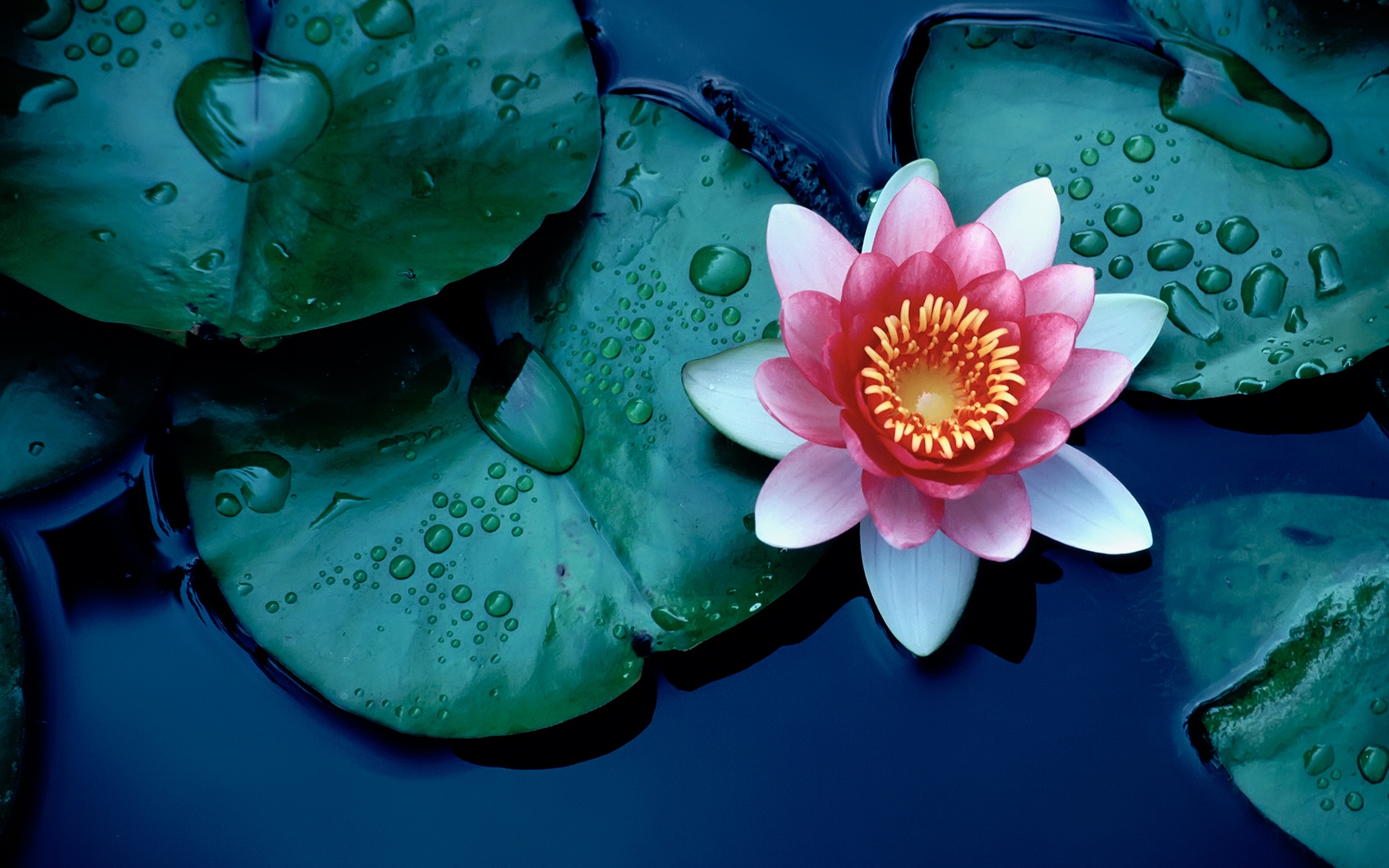 Brightly colored water lily or lotus flower floating on deep blue water pond