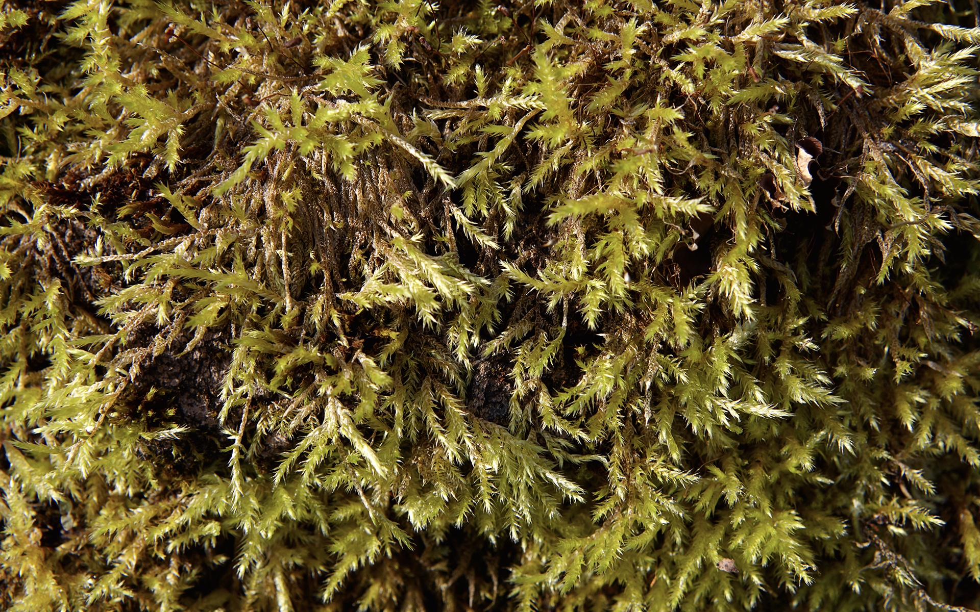 Closeup of moss growing in grass