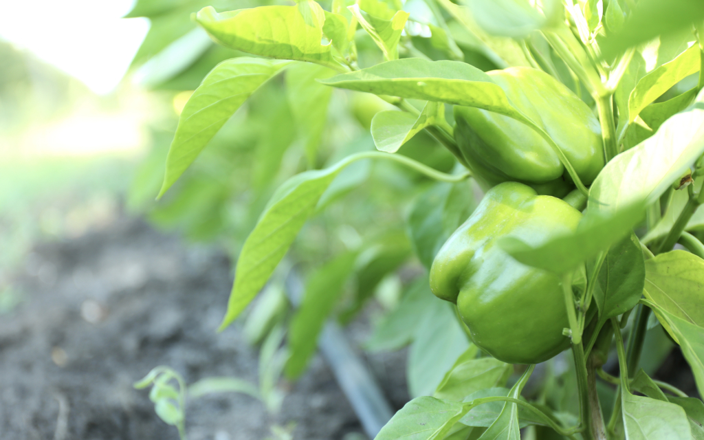 Green bell peppers growing in rows