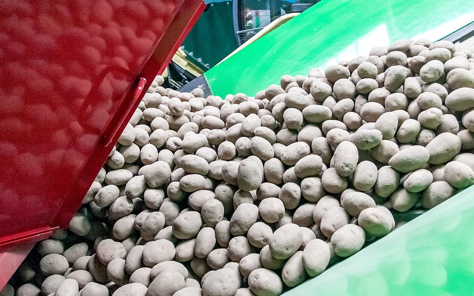 Potatoes being dumped out for storage