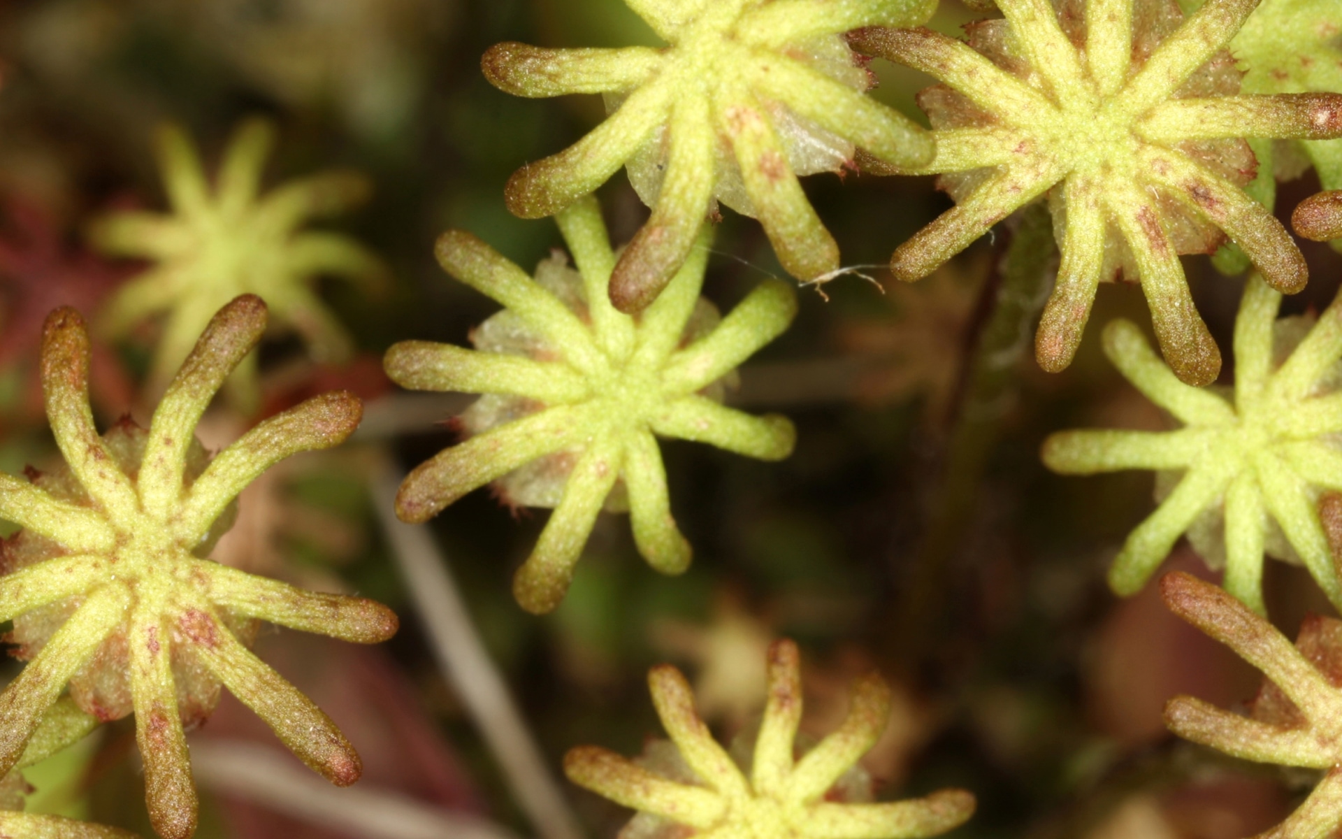 Closeup of star moss