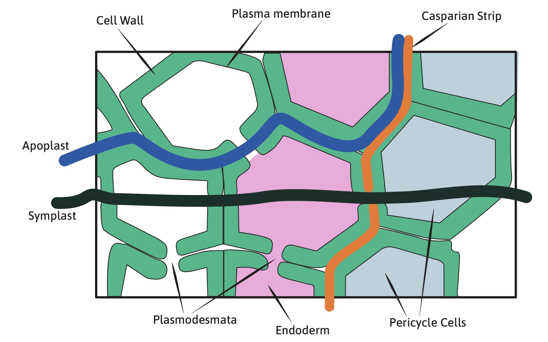 Calcium mobility diagram
