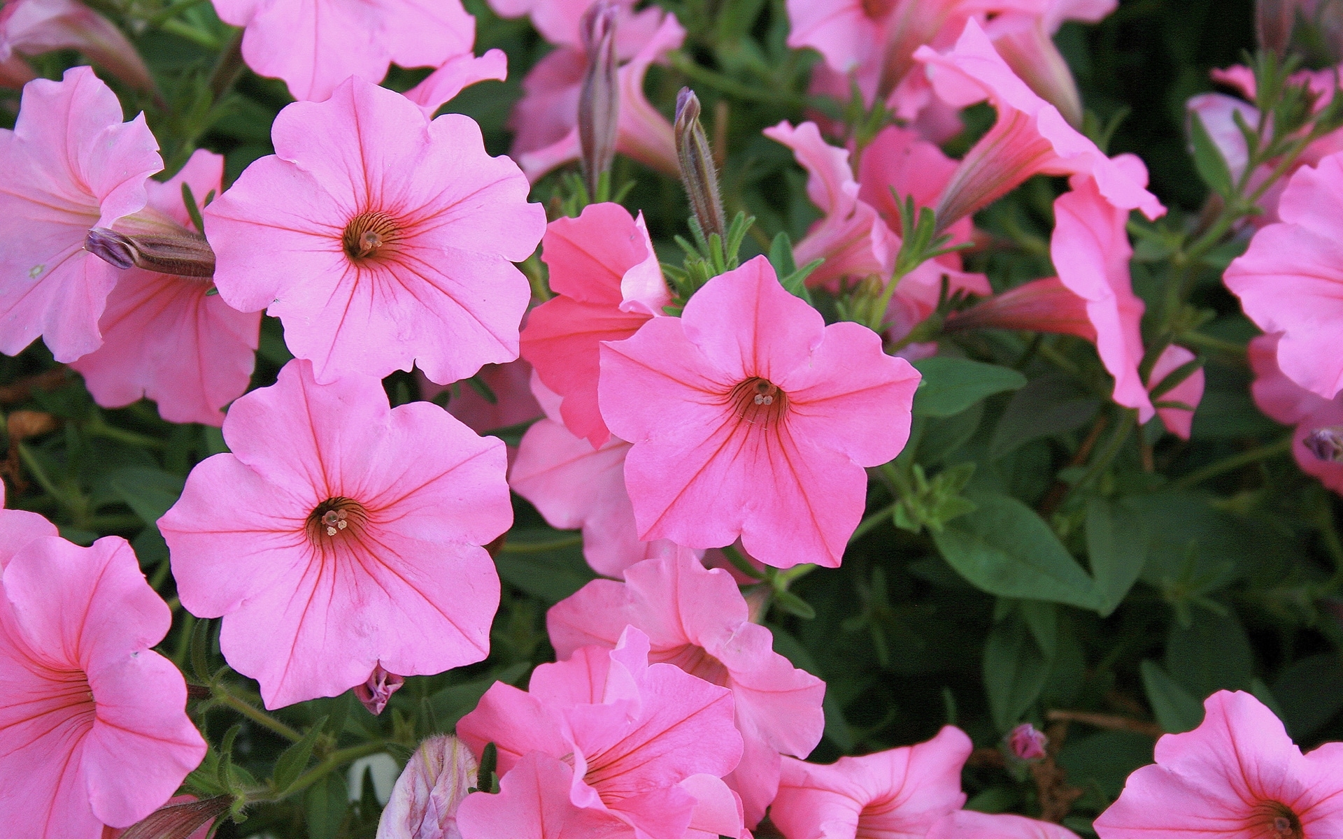 Closeup of pink petunias
