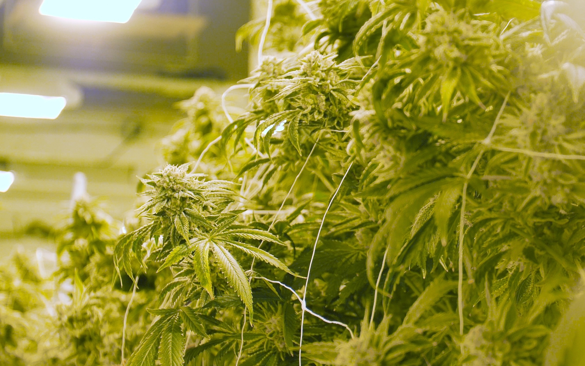 A large indoor cannabis grow in flower