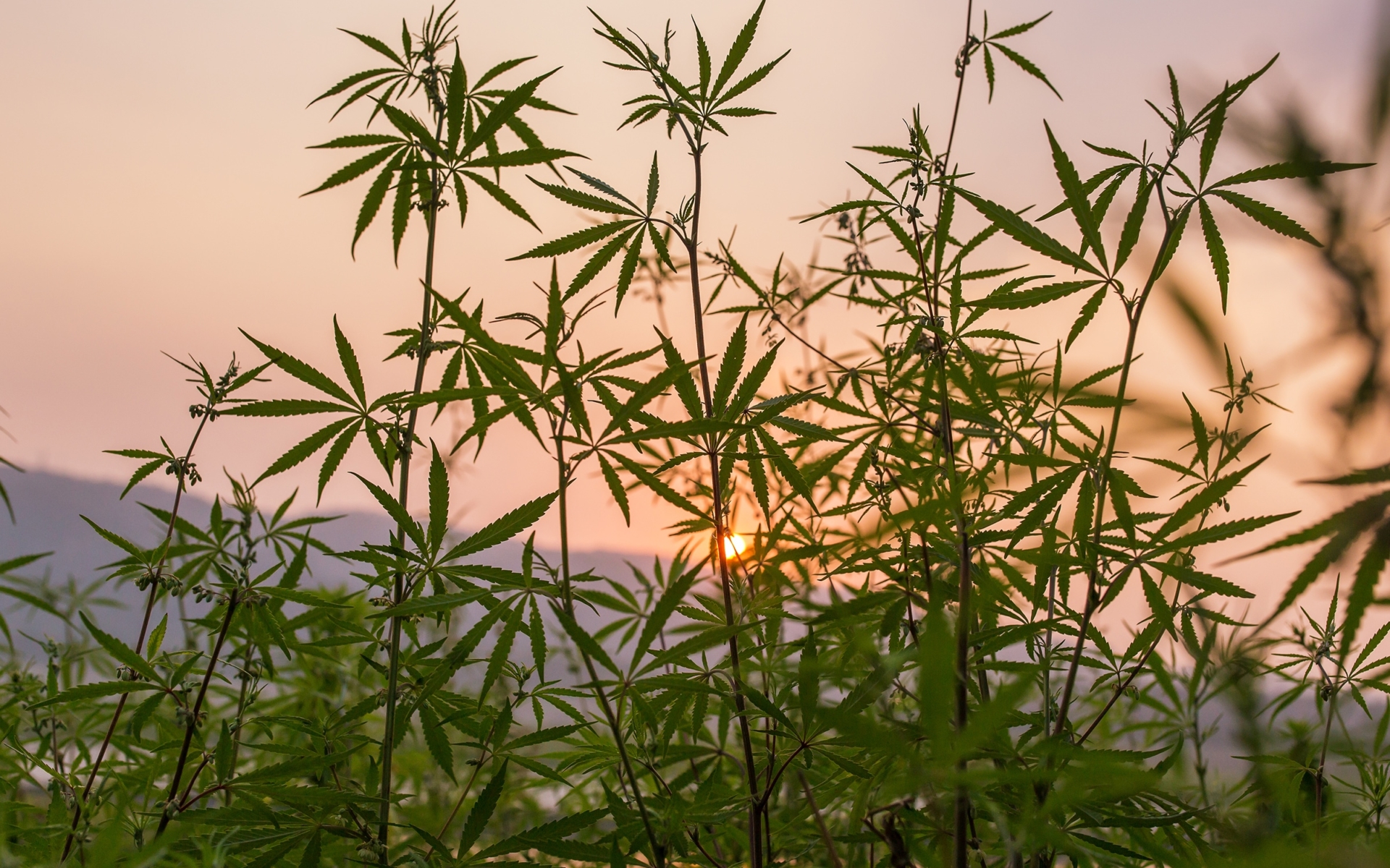 A hemp plant in its vegetative stage during sunset