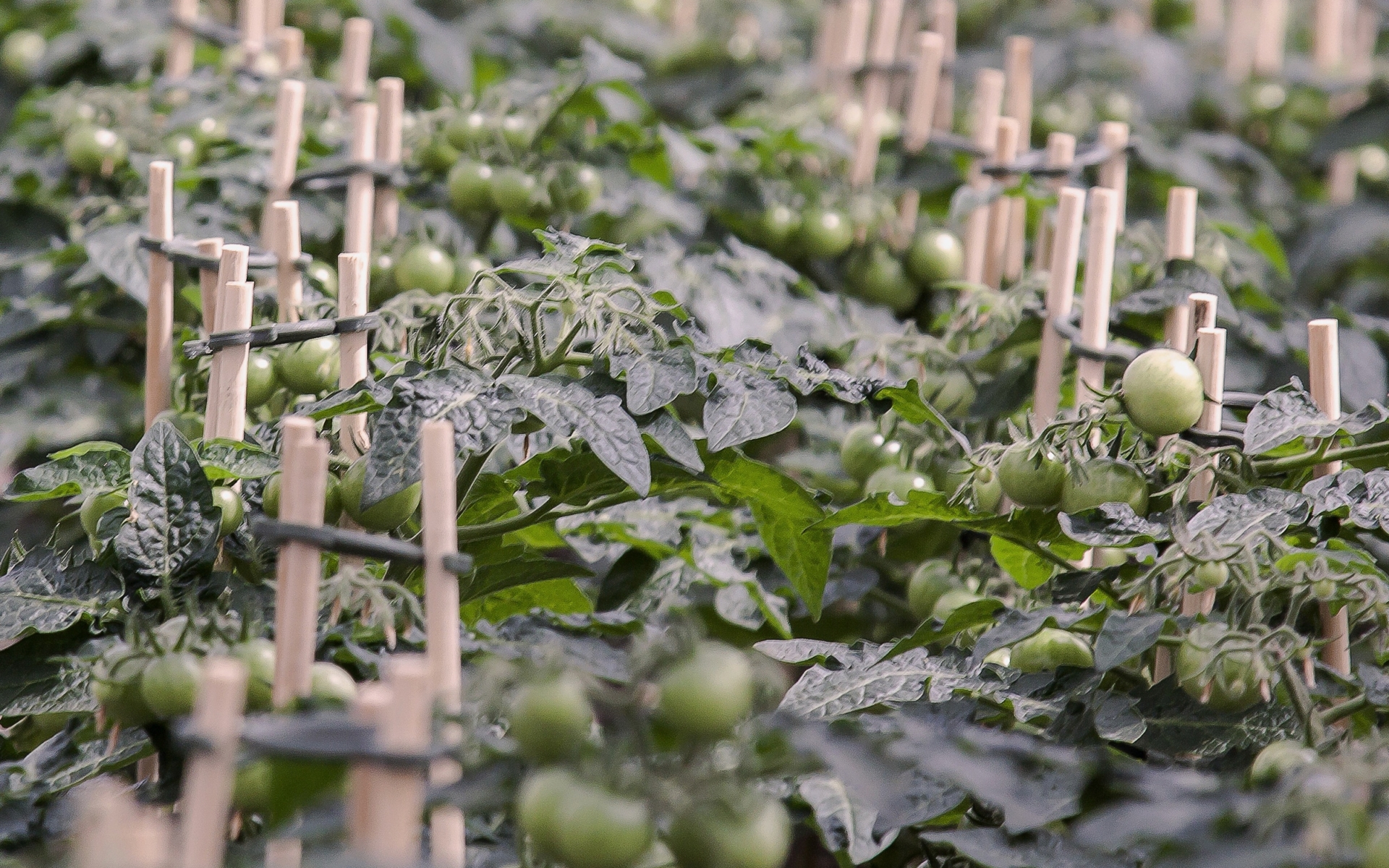 A large tomato field with wooden stakes