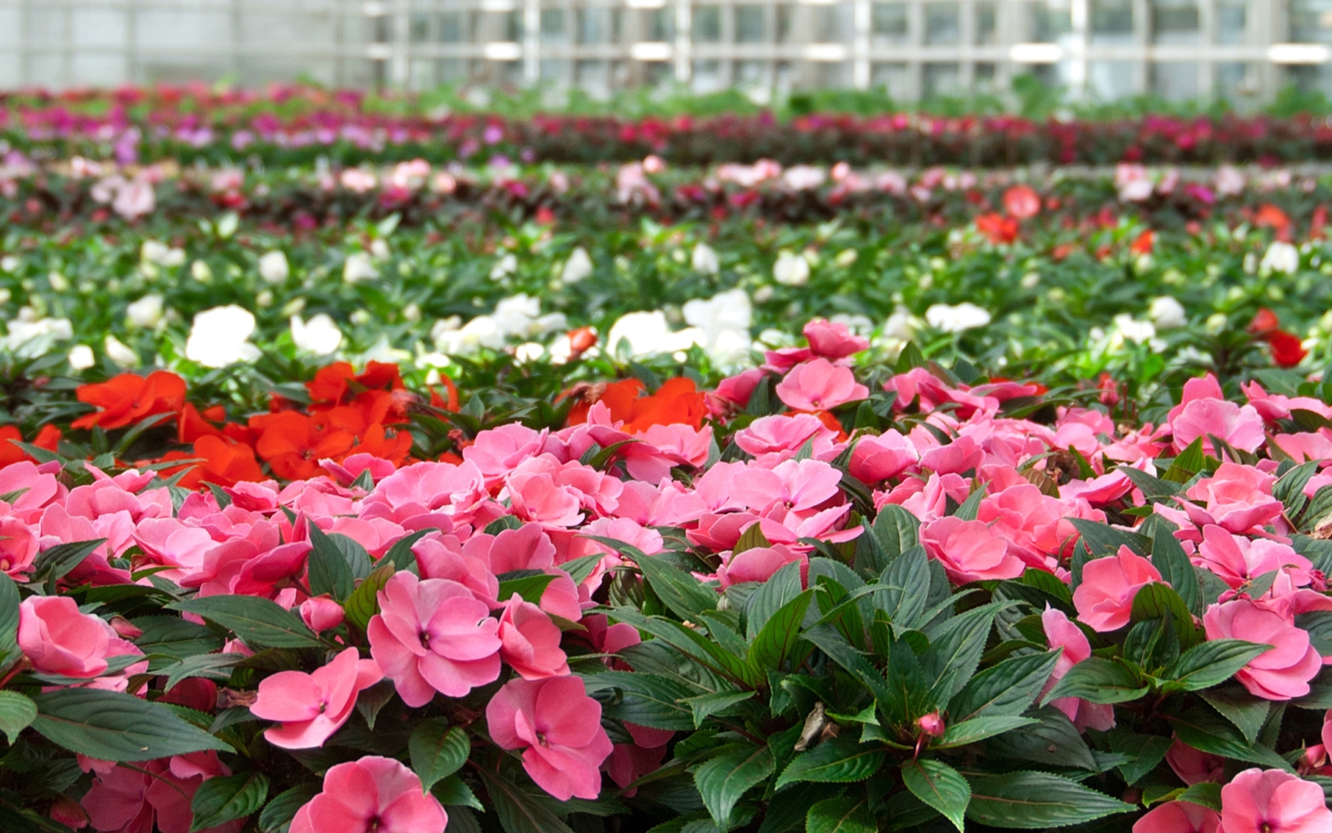 Pink, red and white ornamental flowers being grown in a greenhouse