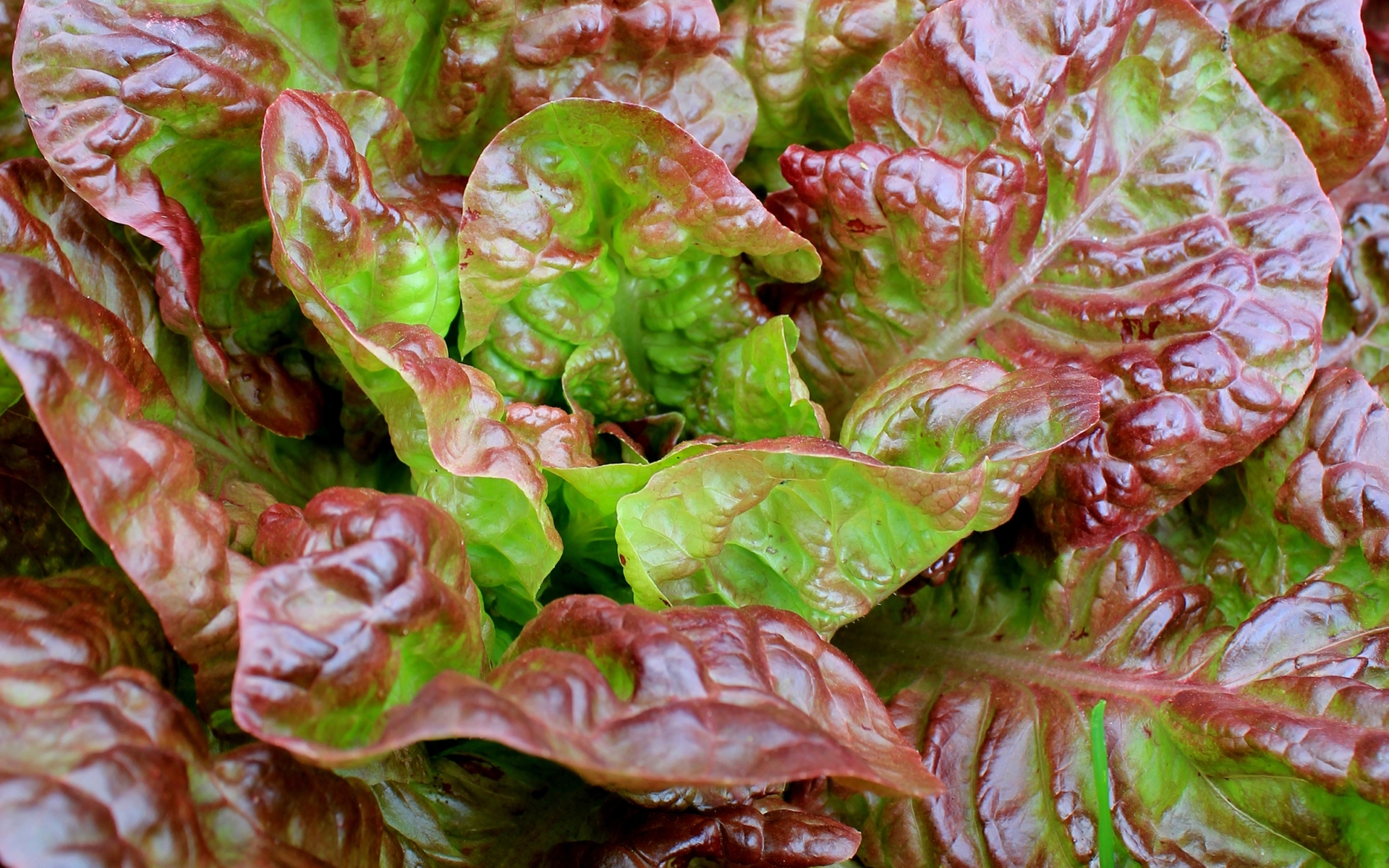 Macro closeup shot of a head of red and green lettuce