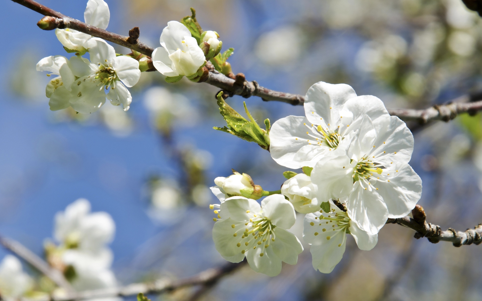 White budding flowers on an apple tree