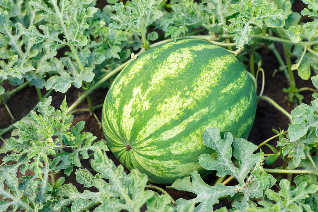 photo of a watermelon