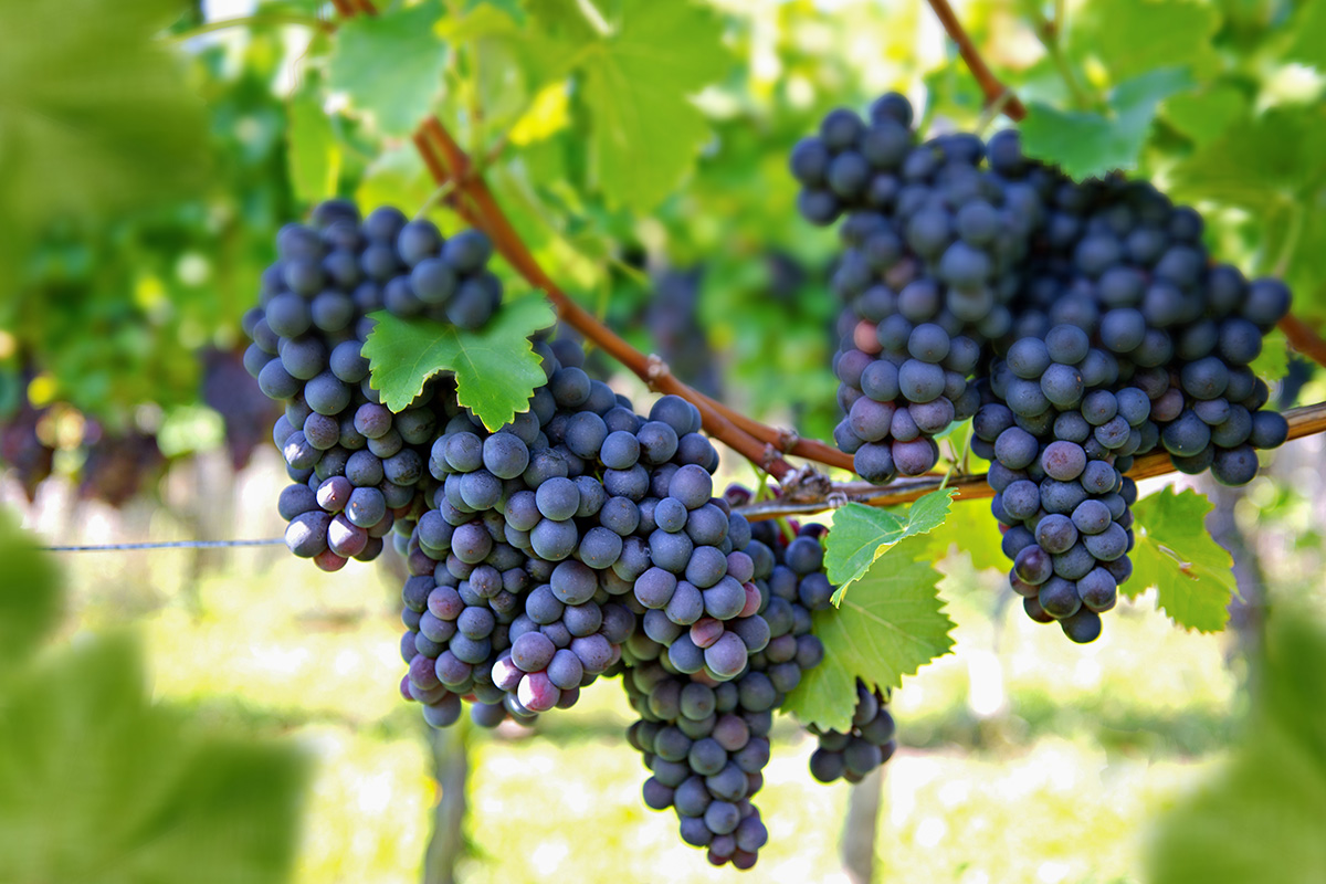 grapes hanging on a vine