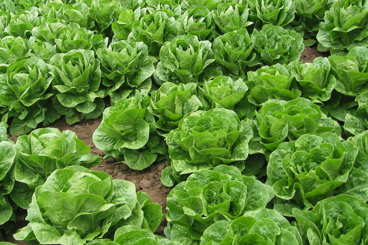 field of lettuce