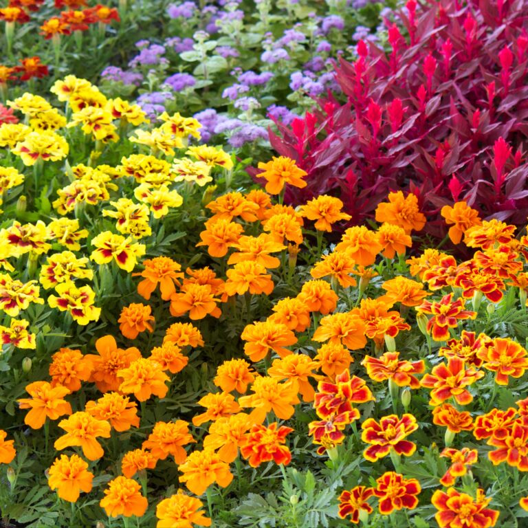 bedding plants