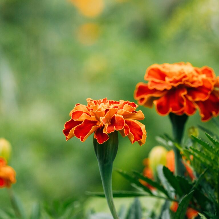 marigold flowers