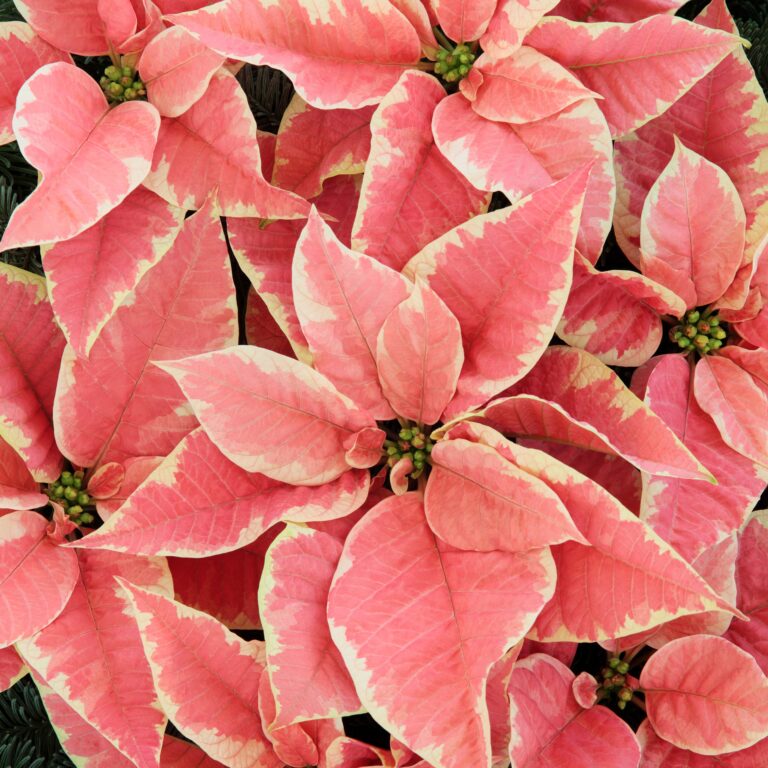 pointsettia plants