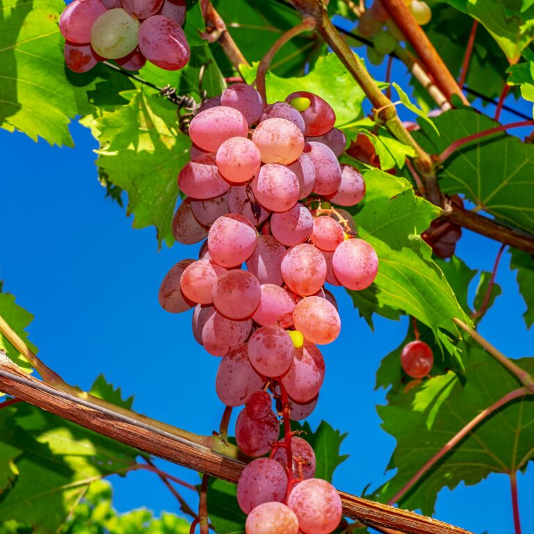 red grapes on vine
