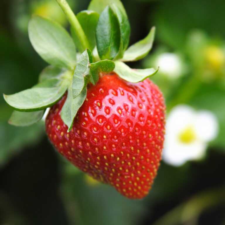 strawberry plant-2