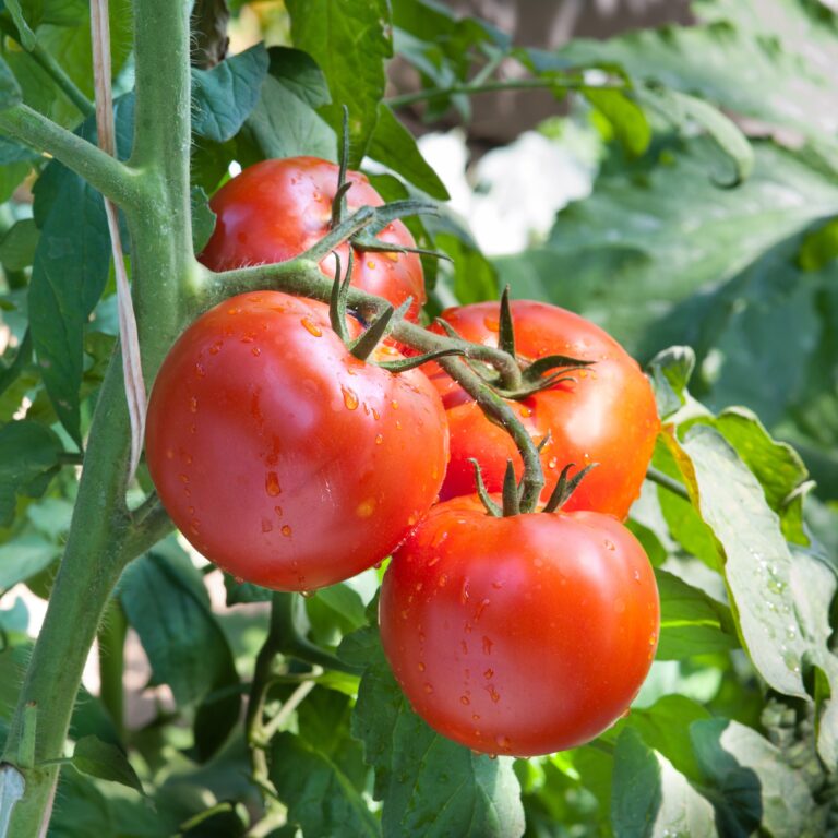 tomato plant