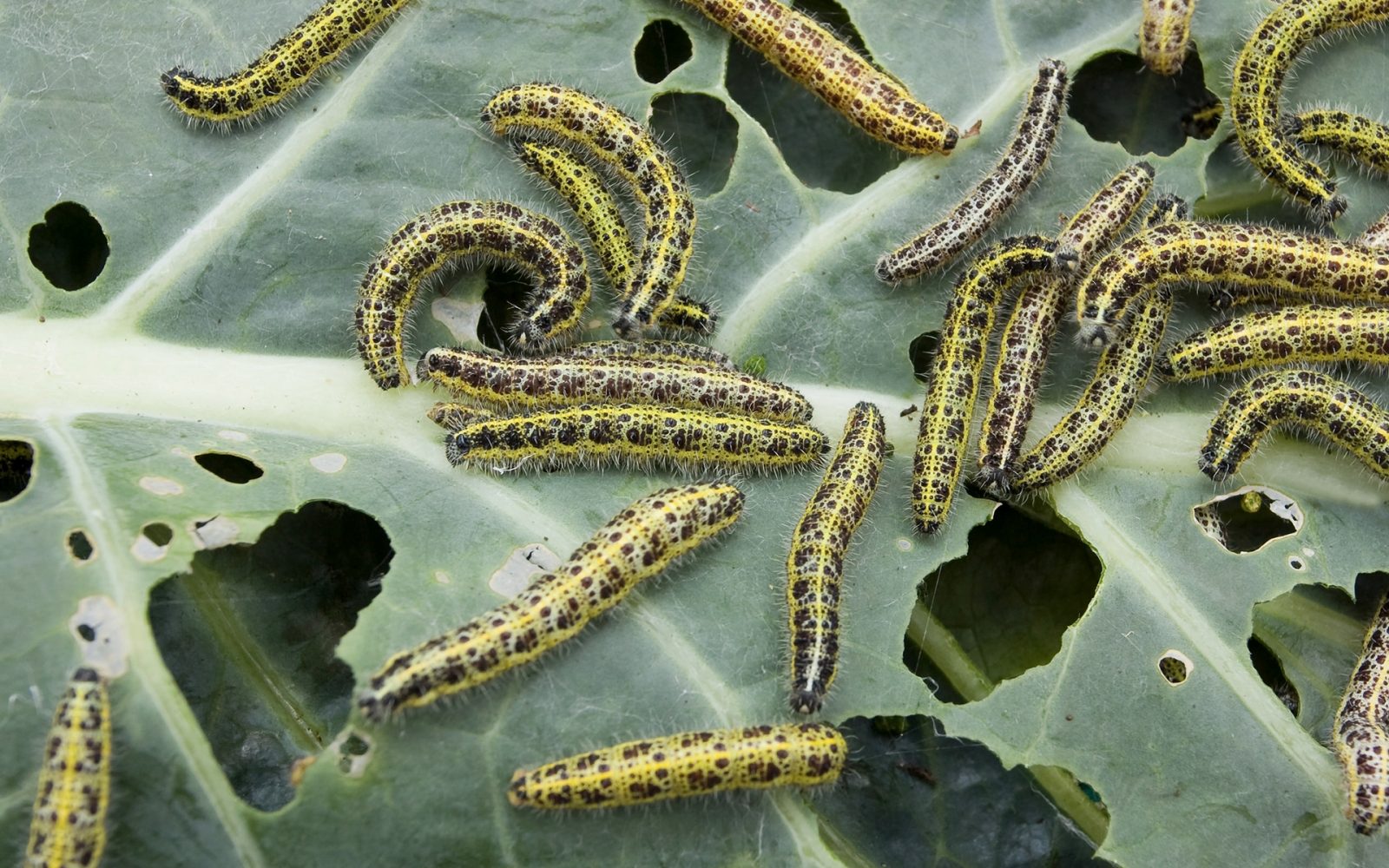 Many caterpillars feeding on cabbage