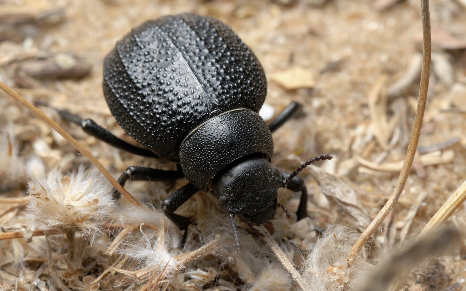 darkling-beetle