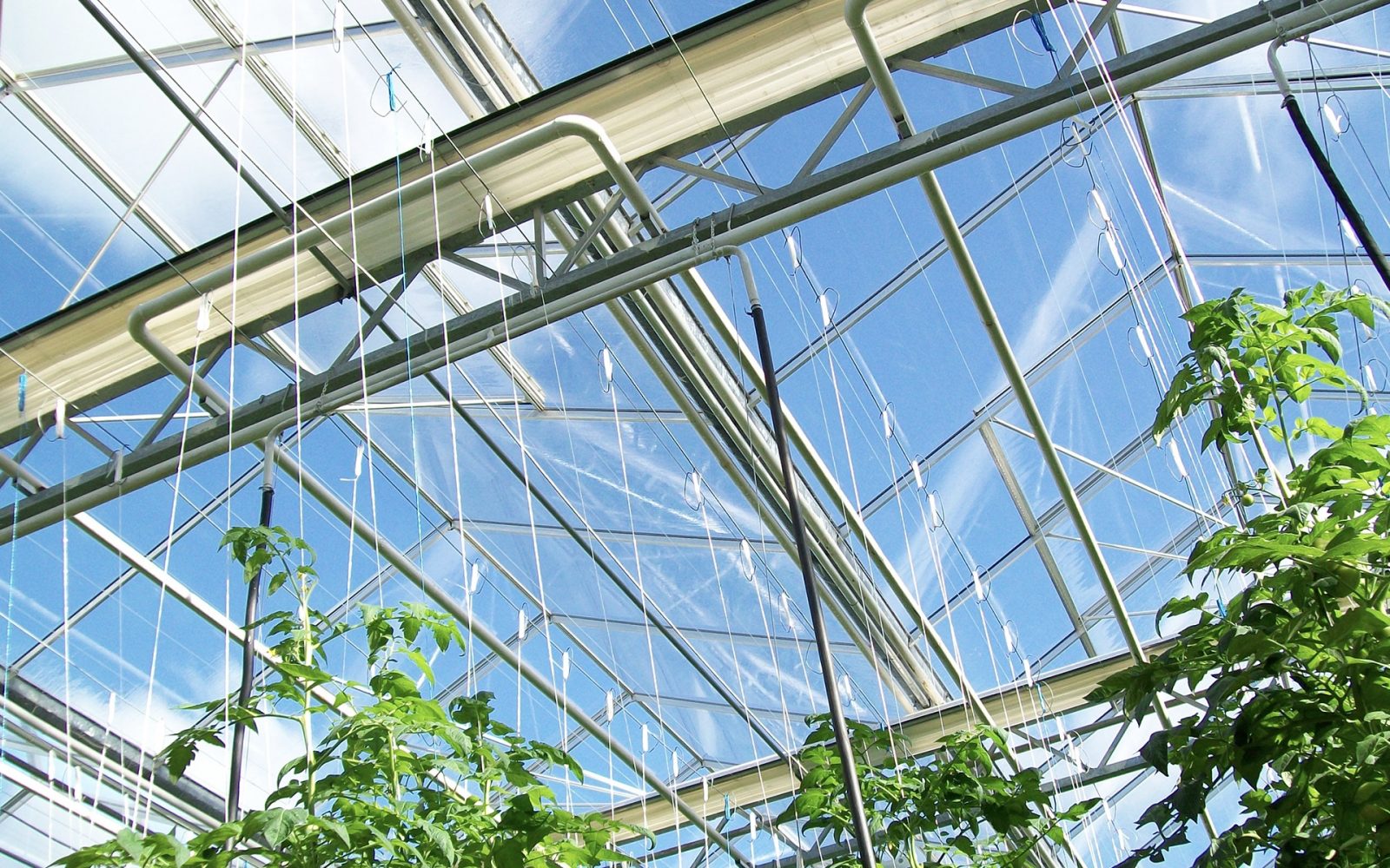 Greenhouse glass panes