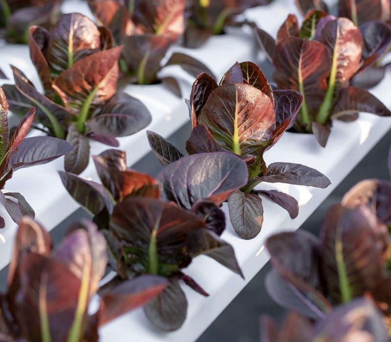 hydroponic-red-lettuce