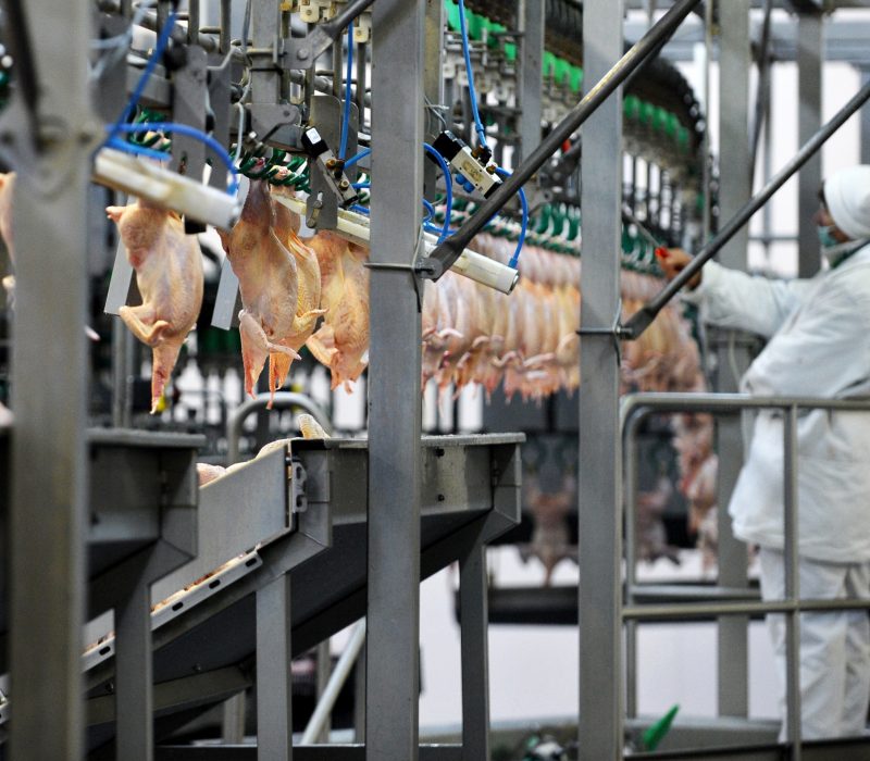 Hanging chickens on a conveyer belt in a food processing plant