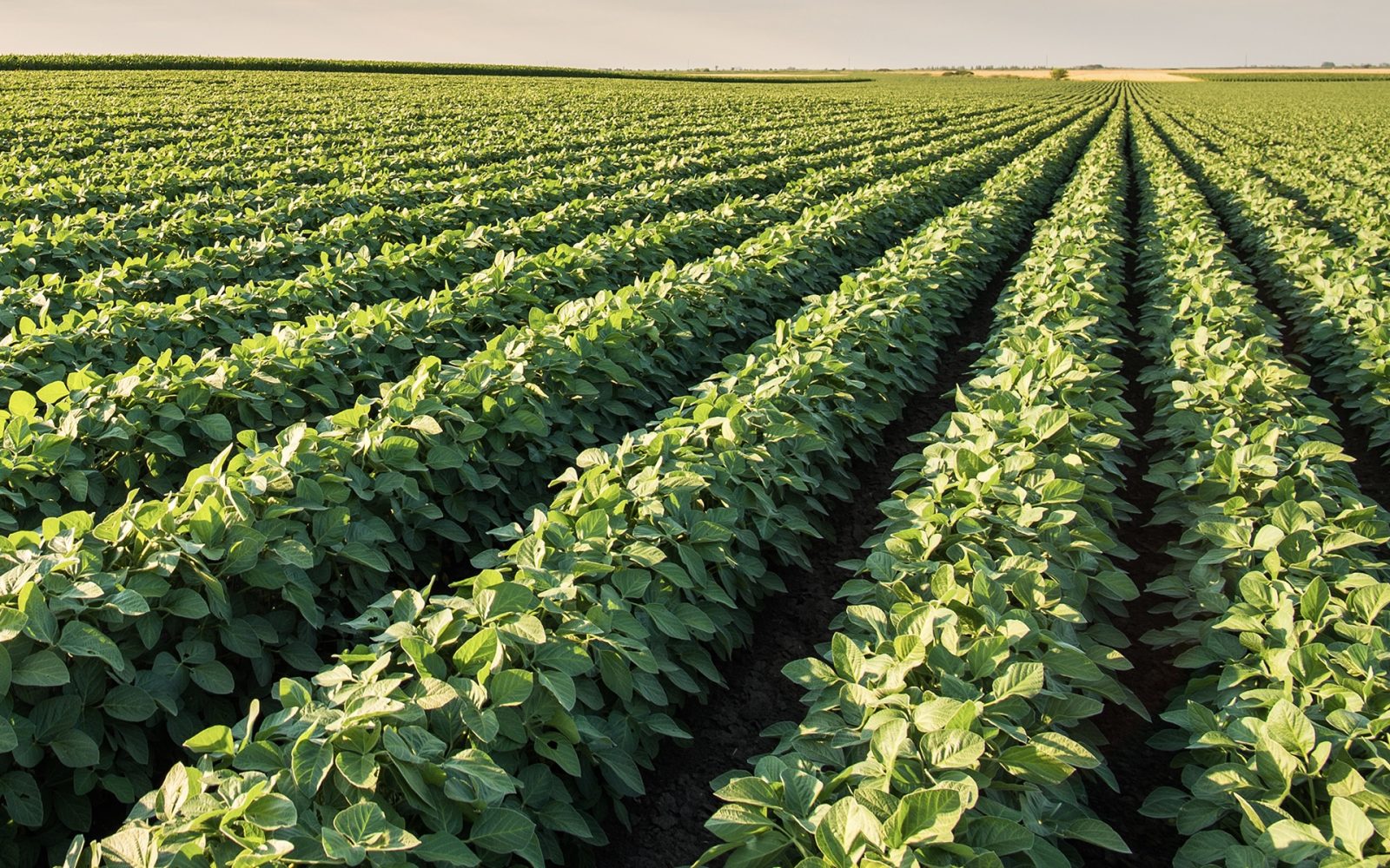 Large soybean field growing in rows